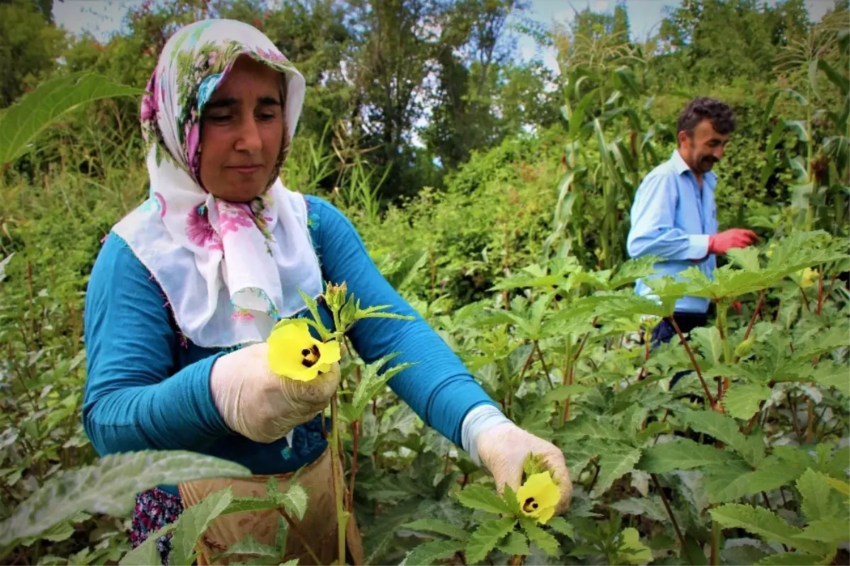 Amasya\'nın Çeyrek Altını: Çiçek Bamyası