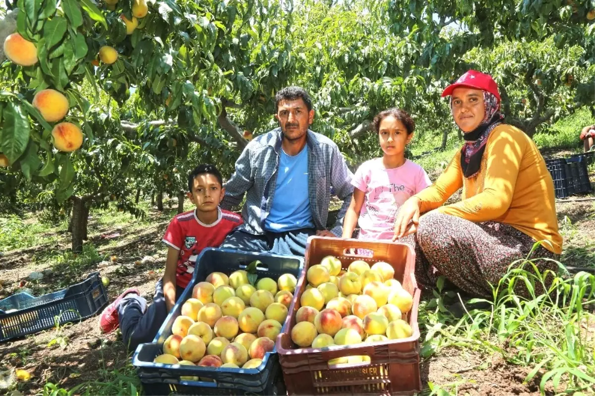 Başkan Tarhan\'dan Mezitli\'deki Şeftali Üreticilerine Destek