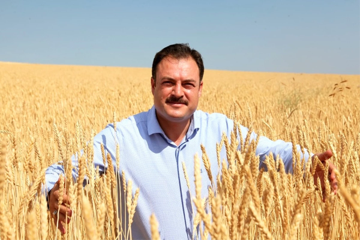 Bitlis\'te Buğday Hasadı Başladı