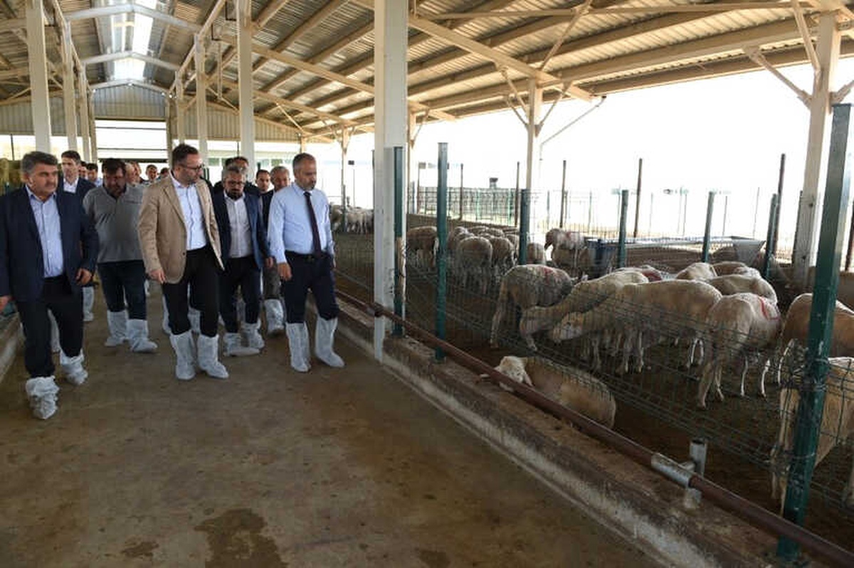 Büyükşehir\'den Üreticiye Merinos Desteği
