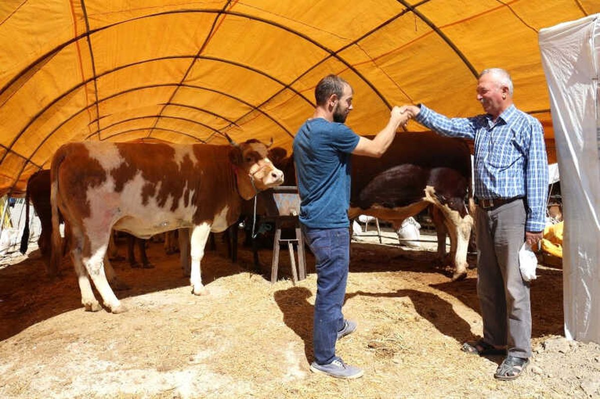 Çankırı\'da Kurbanlıklar Görücüye Çıktı