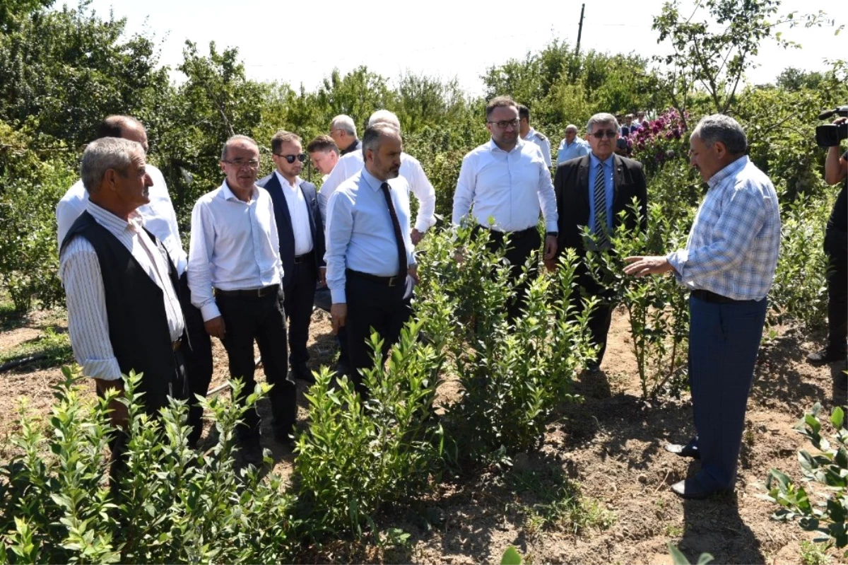 Dağ Yöresinde Hasat Zamanı