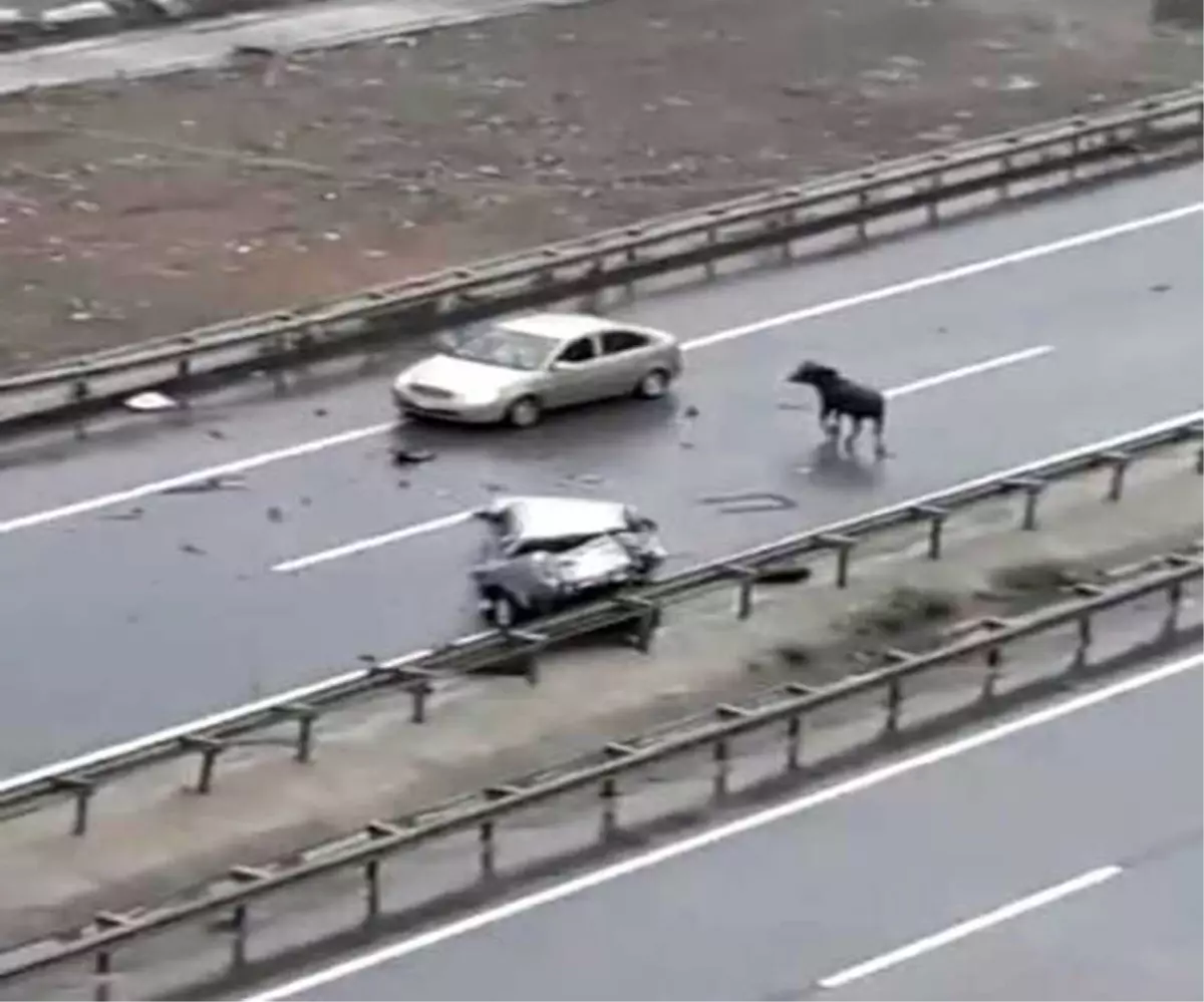 Kurbanlık Boğa Trabzon\'da Kazaya Neden Oldu: 5 Yaralı