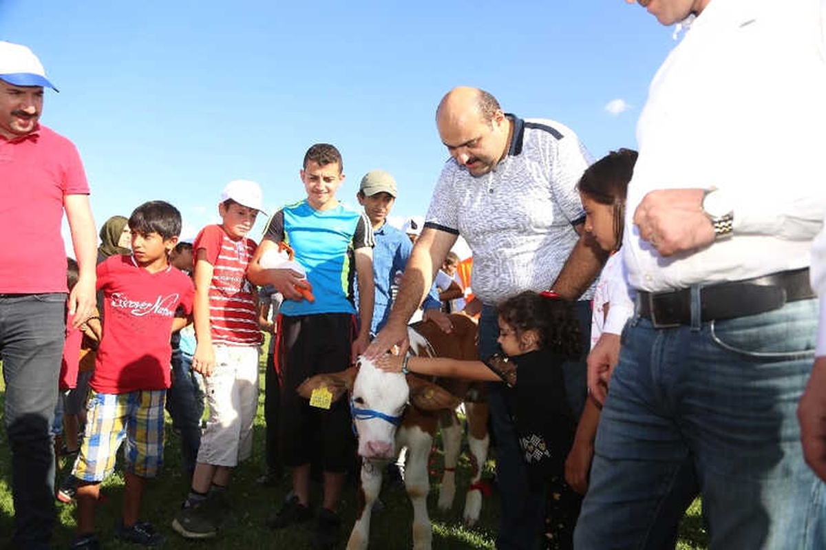 3. Geleneksel Çermik Festivalinde Erzurum\'un En Güzel Buzağıları Yarıştı