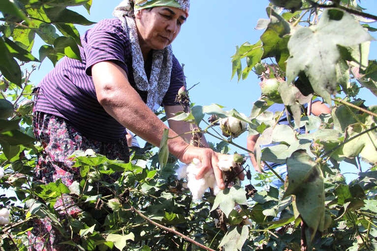 Antalya\'da Sezonun İlk Pamuğu Kilogramı 50 Liradan Satıldı