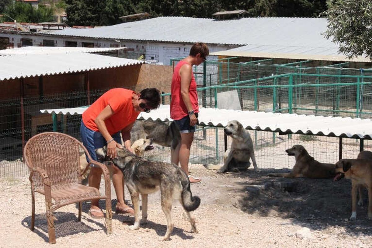 Çeşme\'de Sokak Hayvanları Sahipsiz Değil