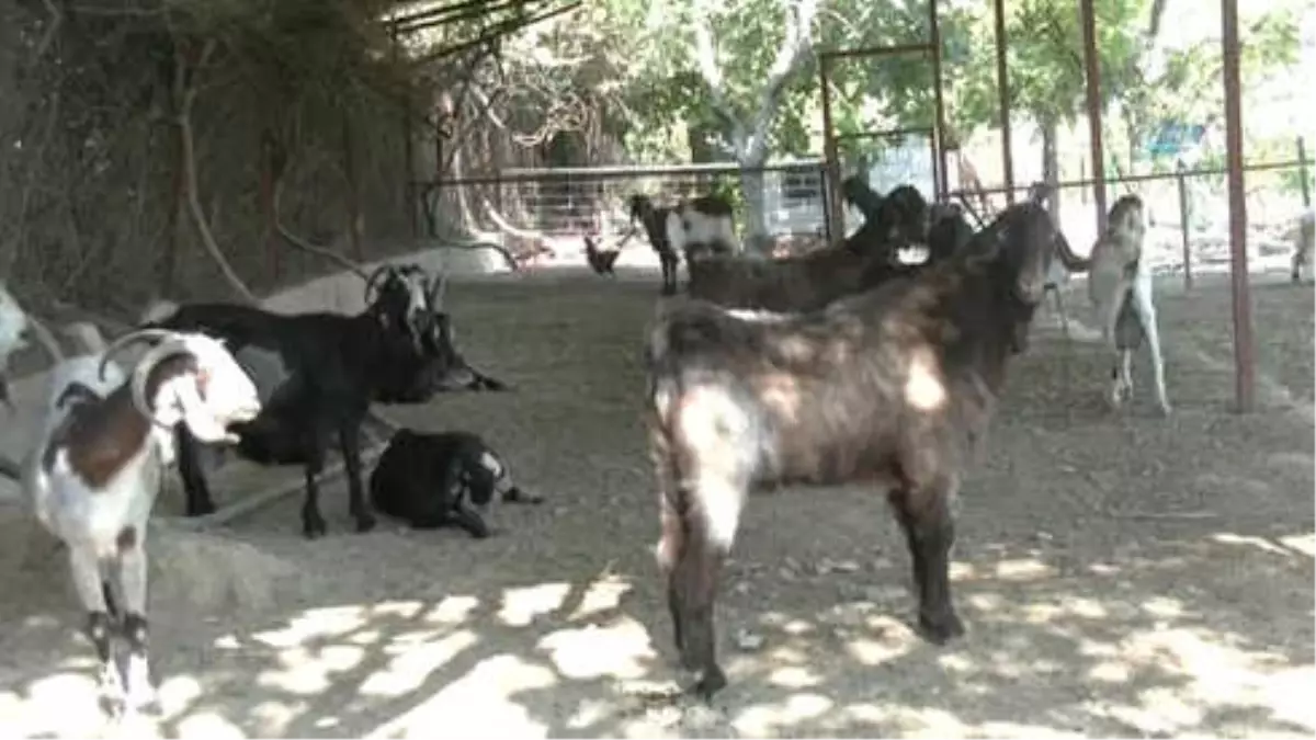 Dünyaca Ünlü Otellerin İç Mimarlık İşini Bırakıp Halep Keçi Çiftliği Kurdu