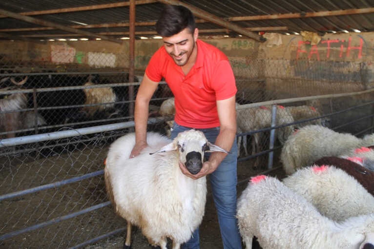 Elazığ\'da Kurbanlıklar Pazara İndi