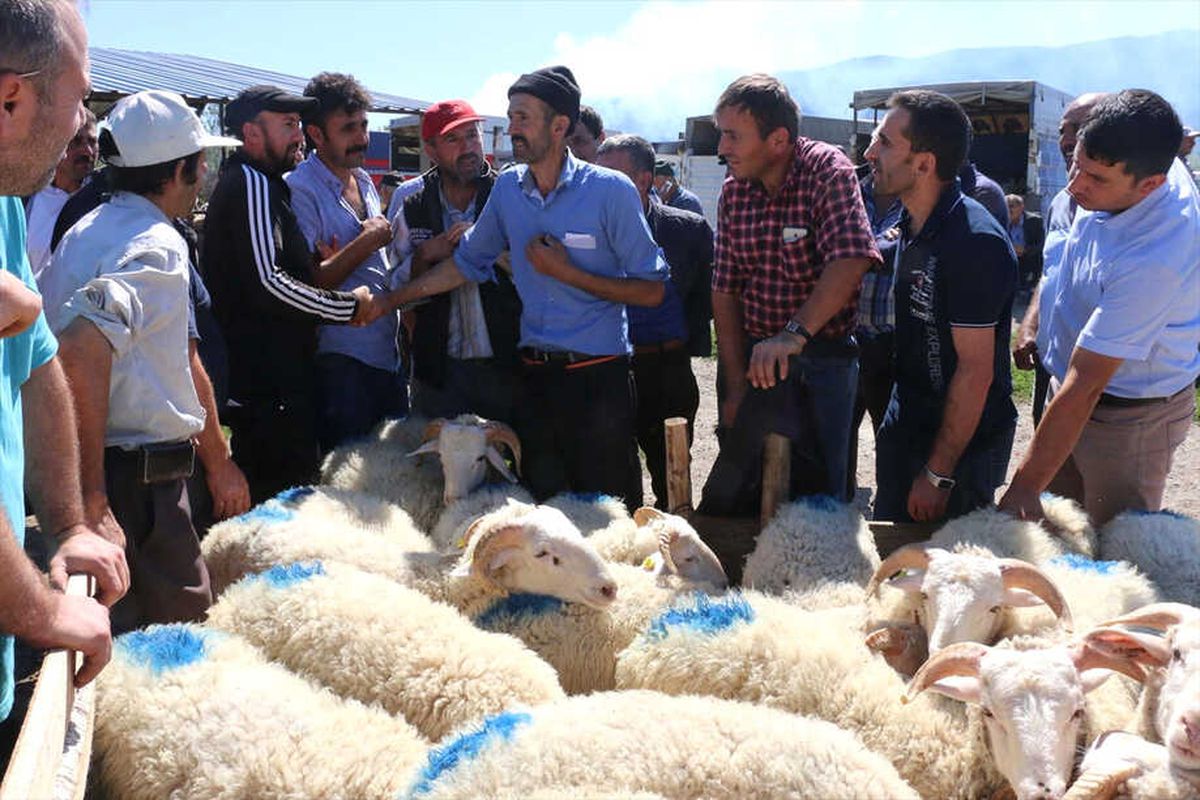 Mudurnu\'da Kurbanlıklar Satışa Çıktı