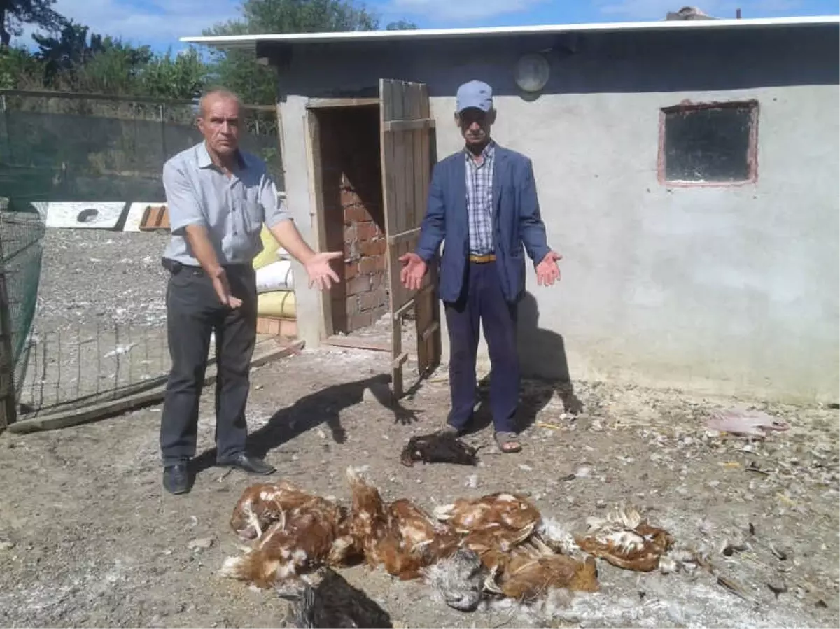 Tekirdağ\'da Aç Kalan Köpekler, Tavuk ve Hindileri Telef Etti