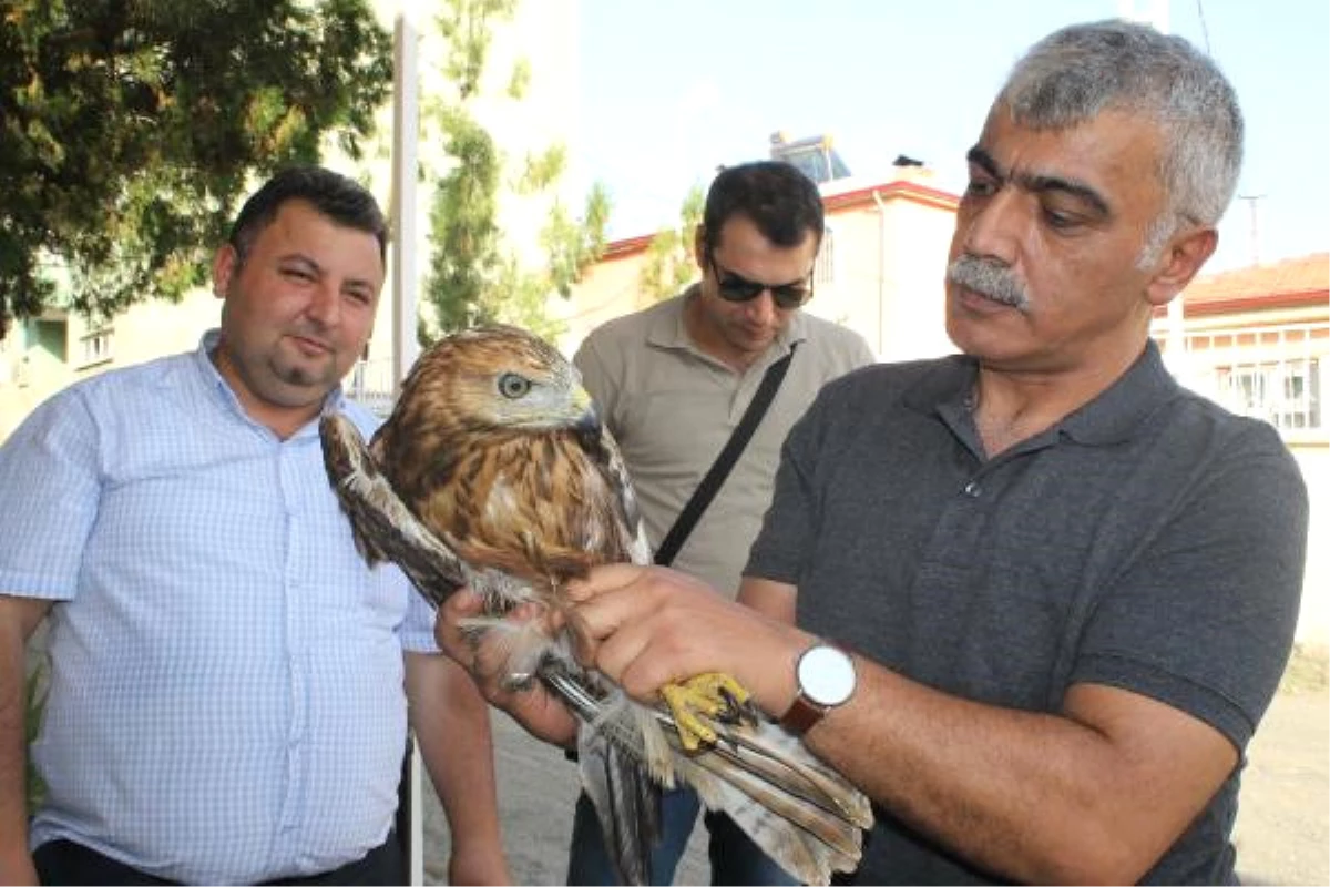 Yaralı Kızıl Şahine Tedavi