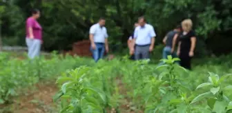 Bartın'da Şeker Otu Denemesi