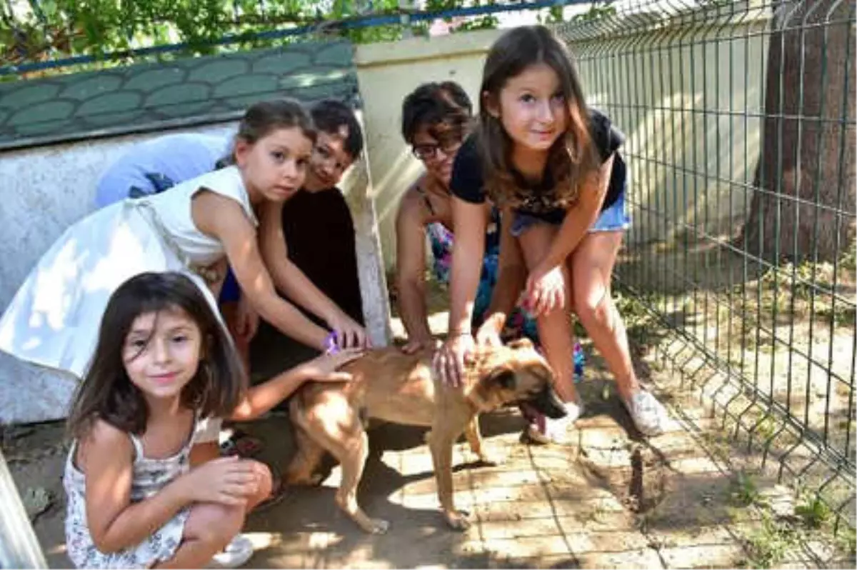 Bu İlçede Sokak Köpeklerini Okullar Sahipleniyor