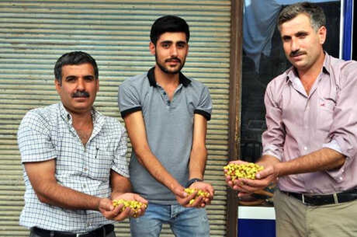 Çermik\'ten Gaziantep\'e Fıstık Gönderiyorlar