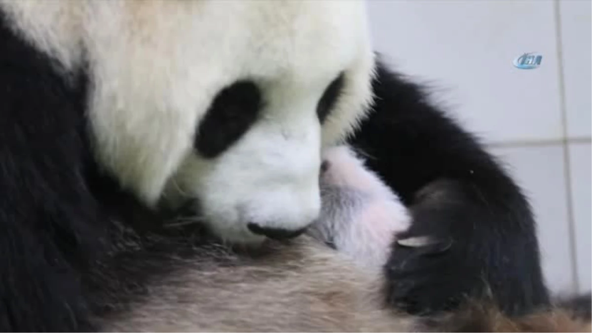 Çin\'de Doğan Dev Pandalar Muayene Edildi