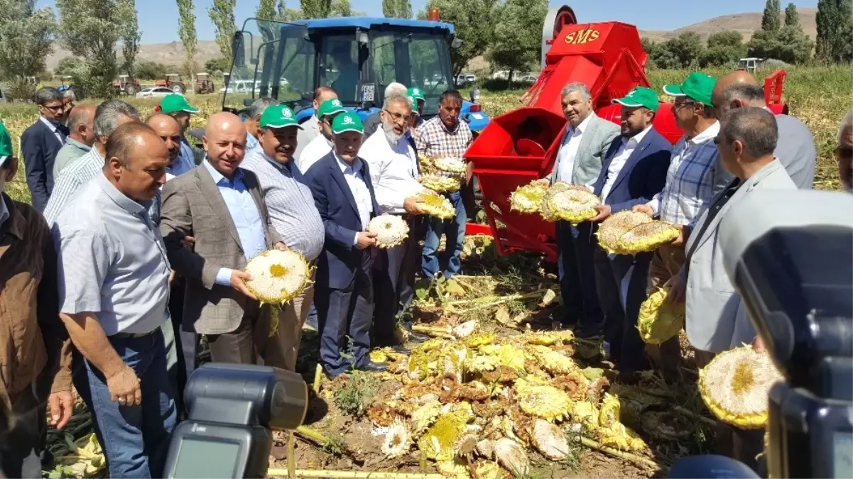 Kayseri Şeker ile Kızık Köyü Birlikte Ayçekirdeği Hasad Etkinliği Düzenledi