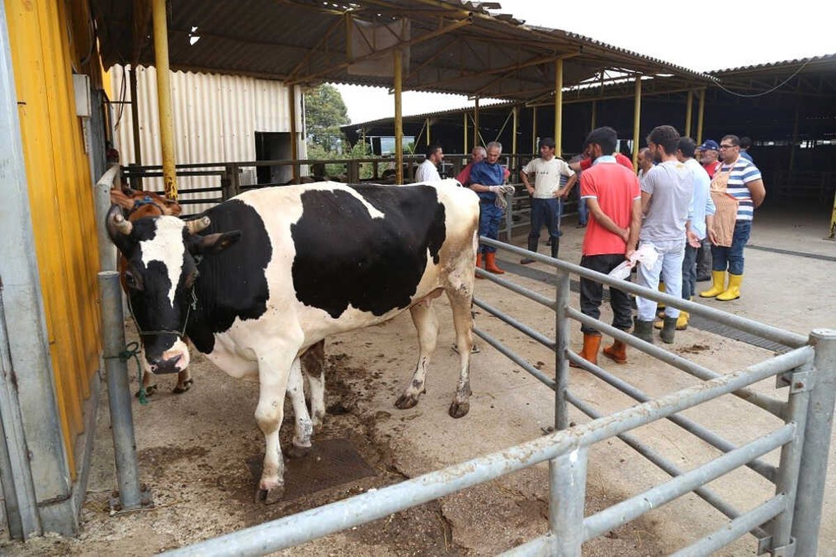 Kurban Bayramı Öncesinde,ko-Mek\'te Kurban Kesim Kursu