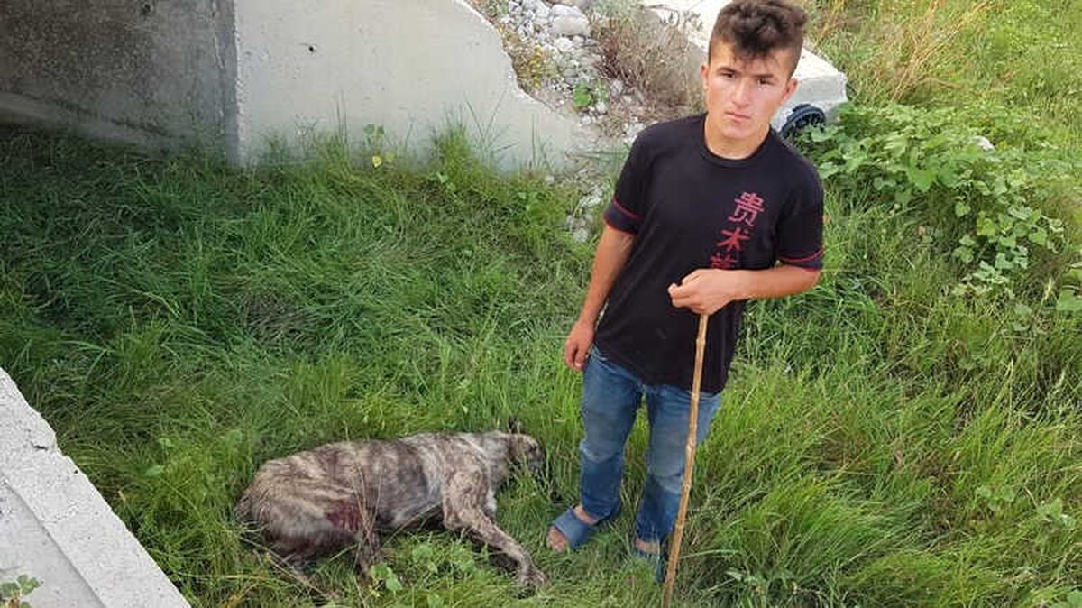 Rahatsız Ediyor Diye Köpeği Tüfekle Vurdu