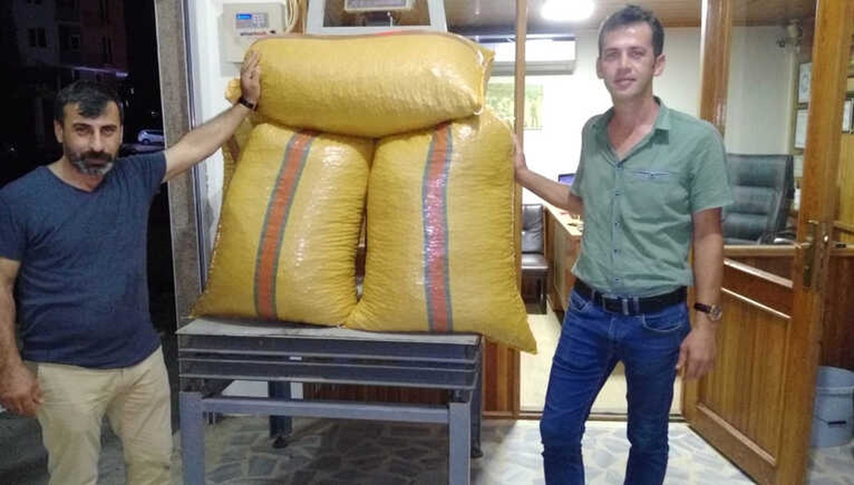 Yılın İlk Fındığı Fatsa\'da Tüccara İndi