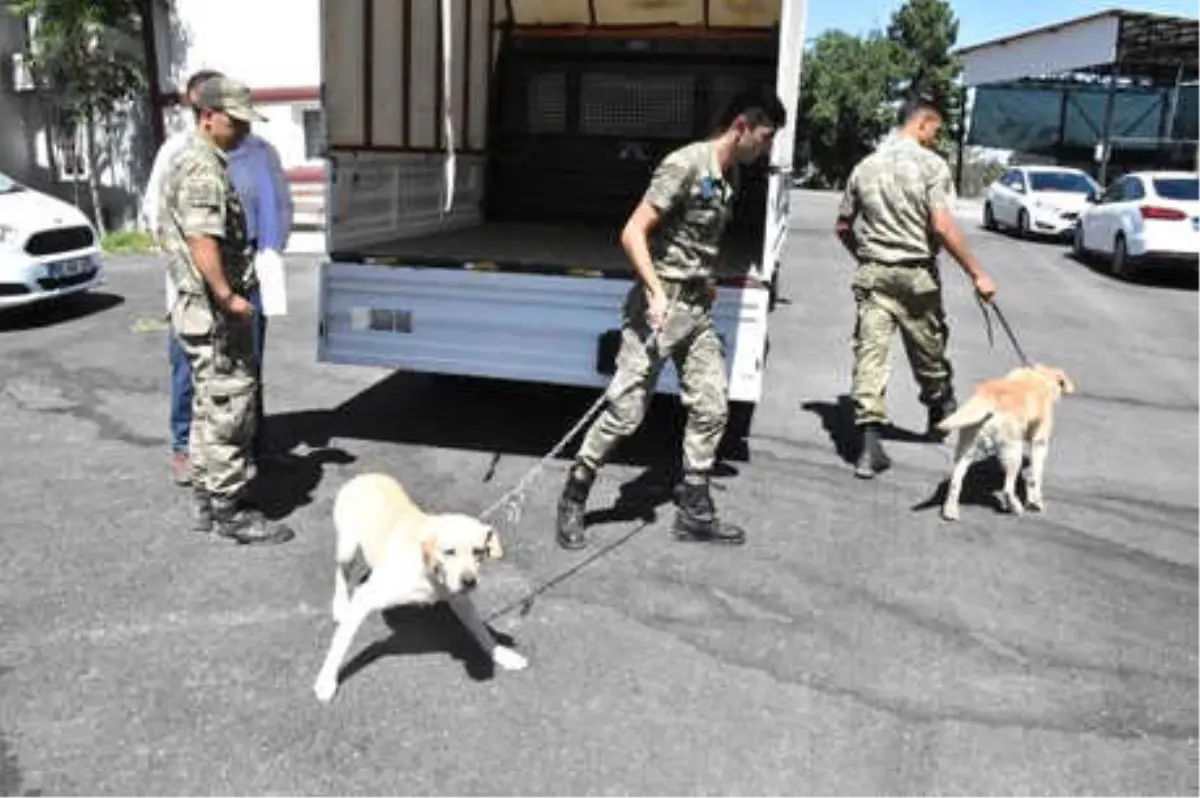 Zeytin Dalı Harekatı\'nın Mayın Arama Köpeklerine Periyodik Bakım