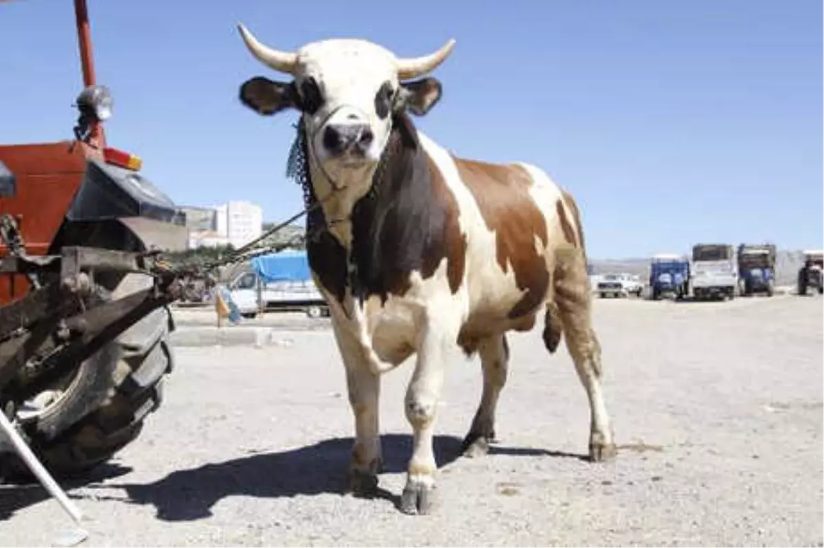 1 Tonluk \'Şampiyon\' Adlı Kurbanlık Boğanın Fiyatı 16 Bin Lira
