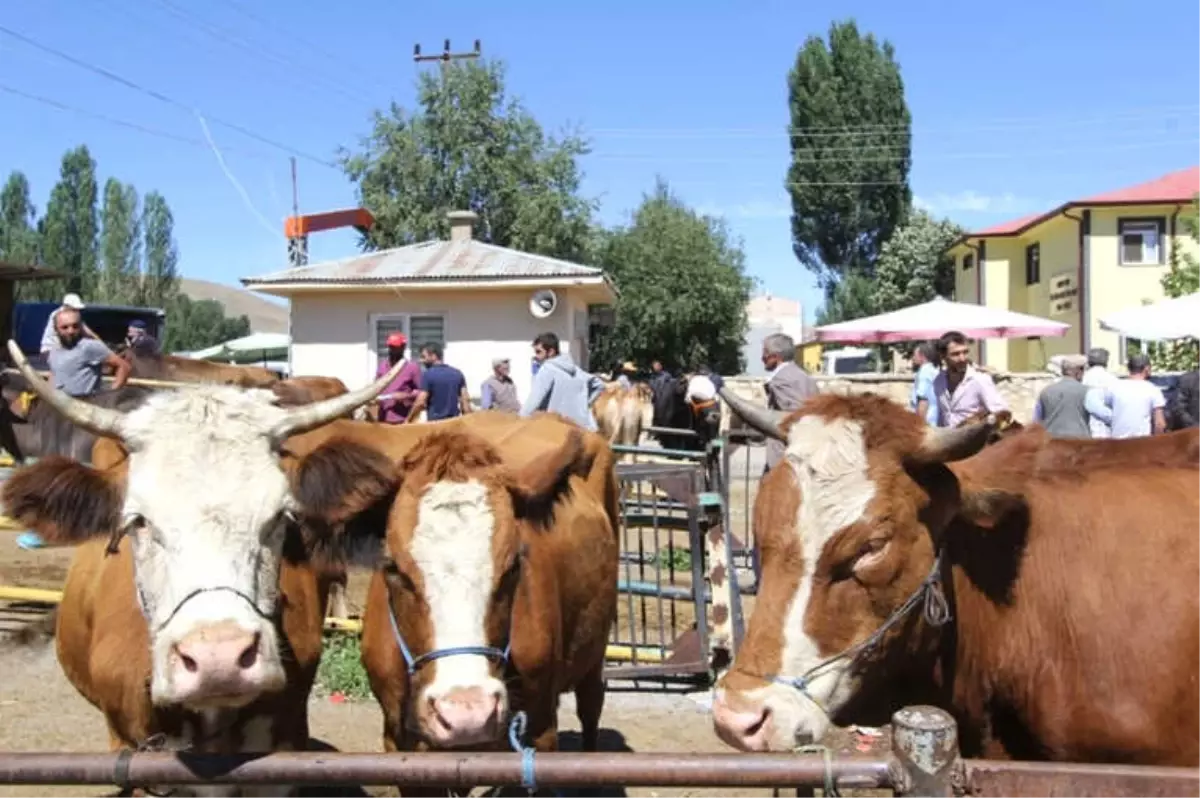 Bayburt\'ta Kurban Bayramı Heyecanı