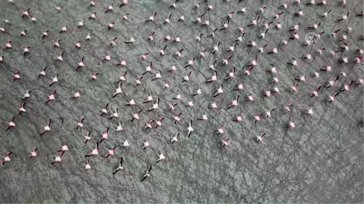 Burdur Yarışlı Gölü\'nde Flamingo Yoğunluğu