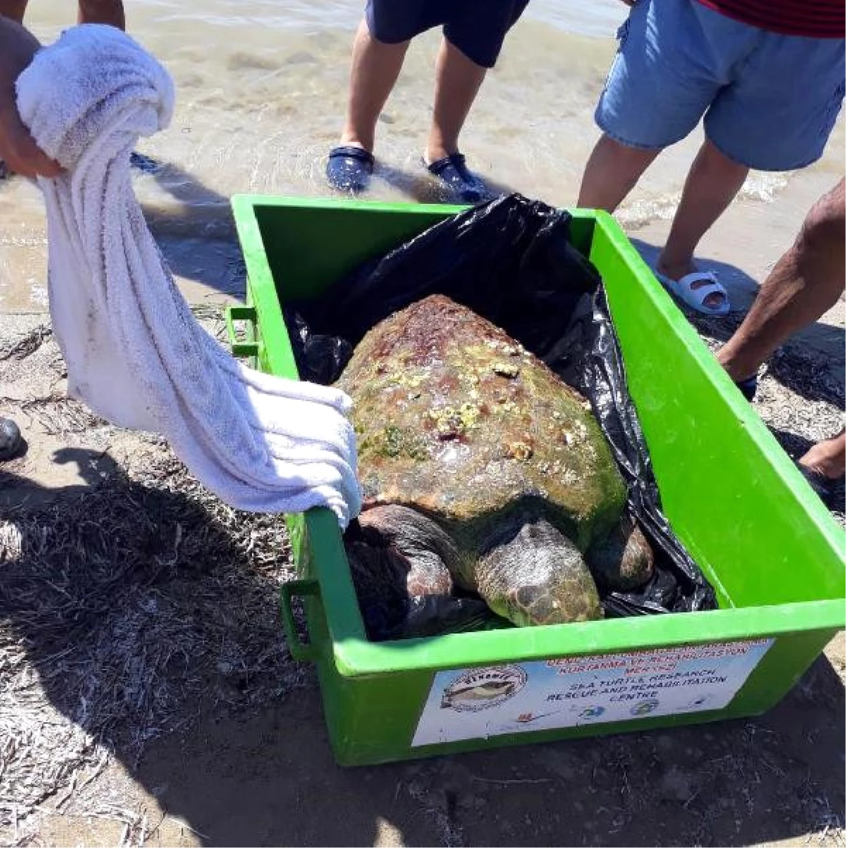 Caretta Carettayı Akut Ekibi Kurtardı