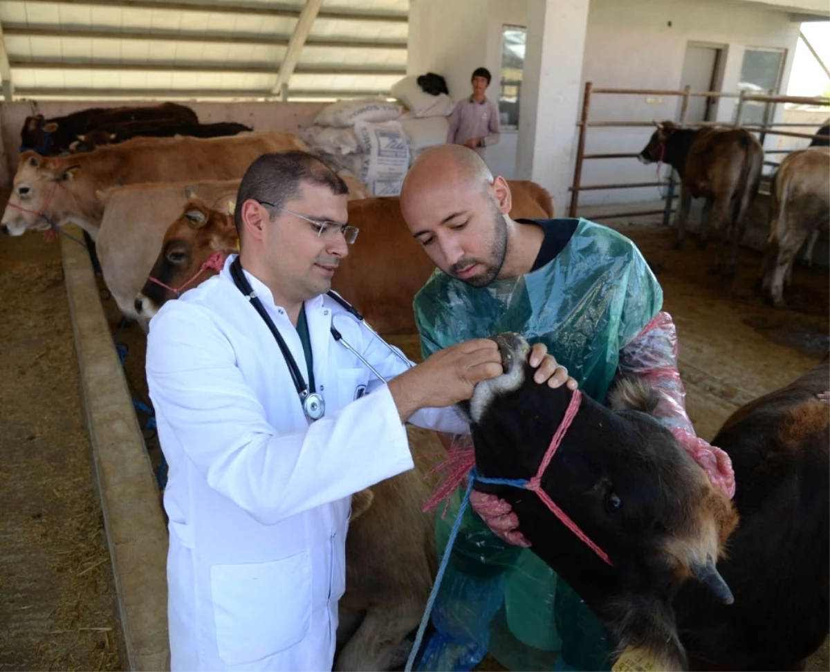 Altındağ Belediyesinden Kurbanlıklara Sağlık Taraması