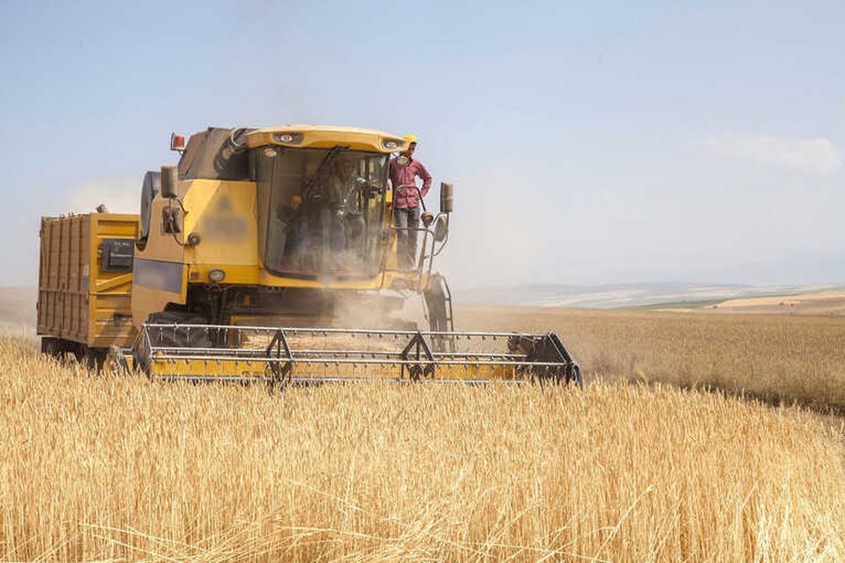 Buğday, Arpa, Mısır ve Pirinç İthalatında Tarife Kontenjanı Açıldı