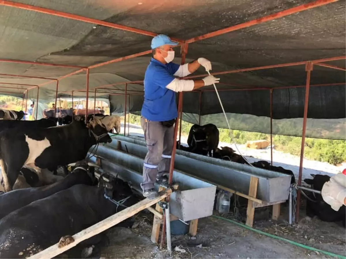 Büyükşehir Kurban Bayramı Öncesi İlaçlamaya Hız Verdi