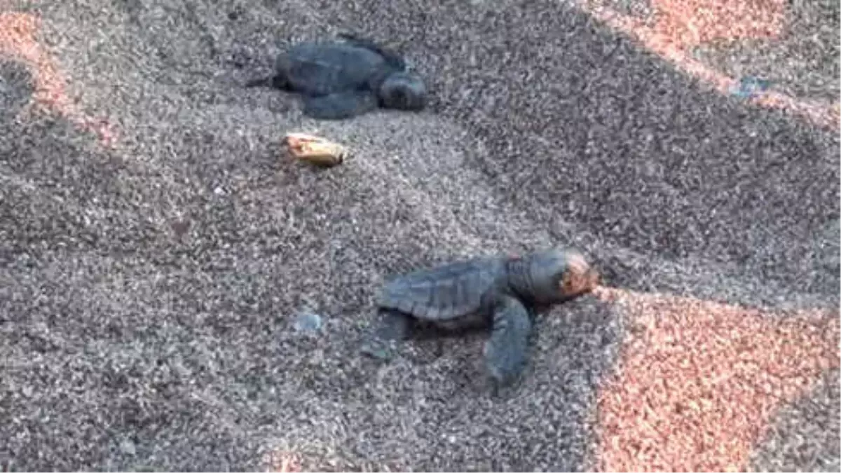 Caretta Carettalar Denizle Buluştu