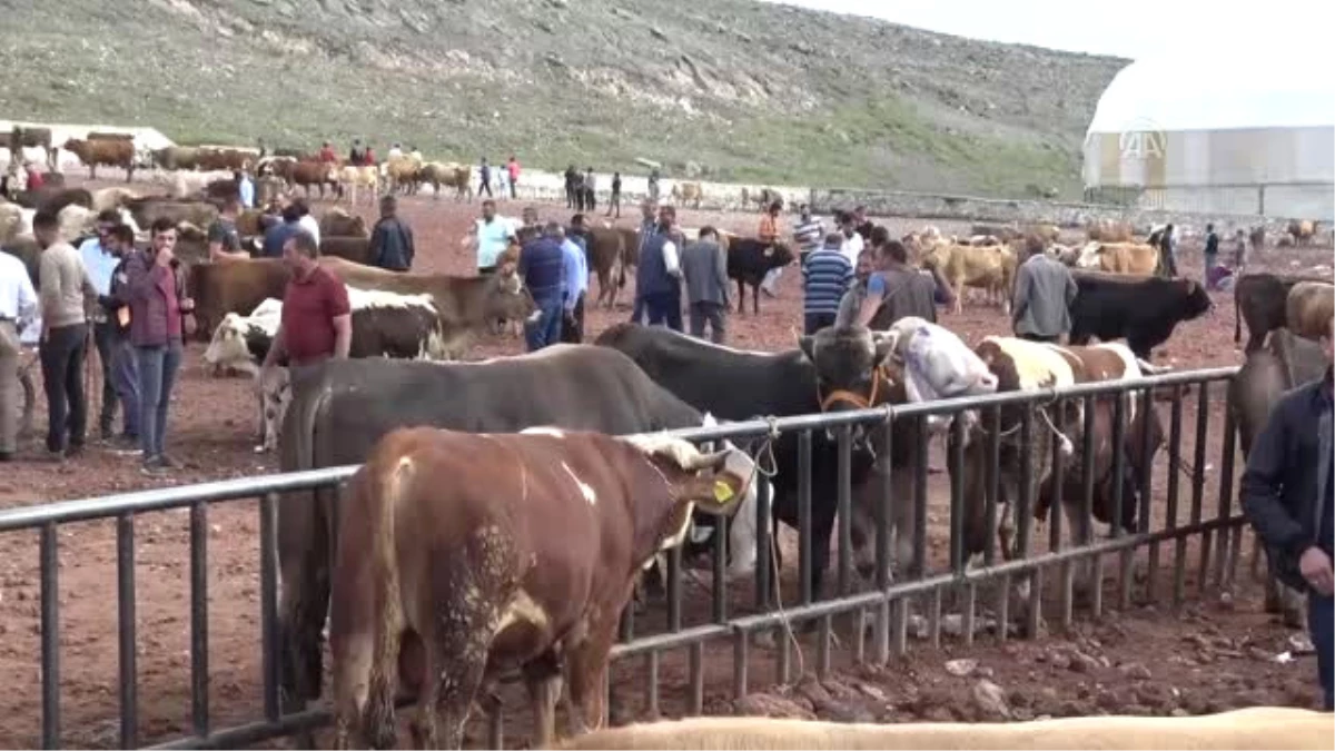 Doğudan Batıya Kurbanlık Sevkiyatı Sürüyor