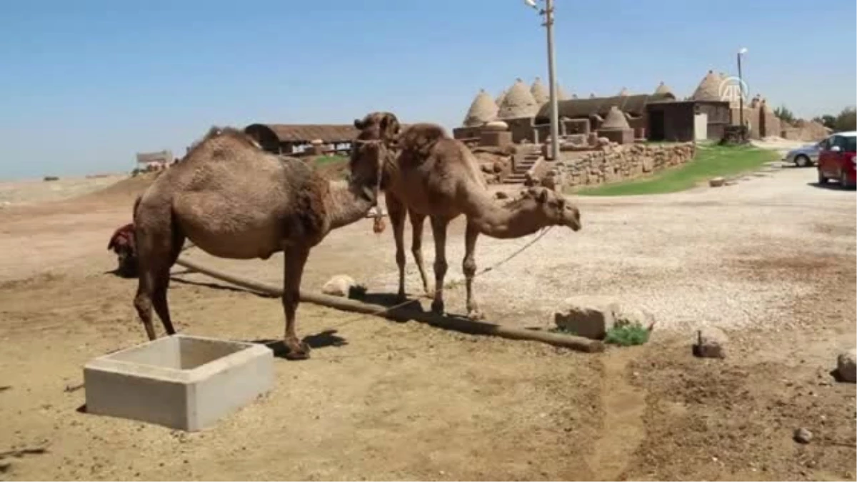 Dolar Bozdurana Ücretsiz Harran Gezisi