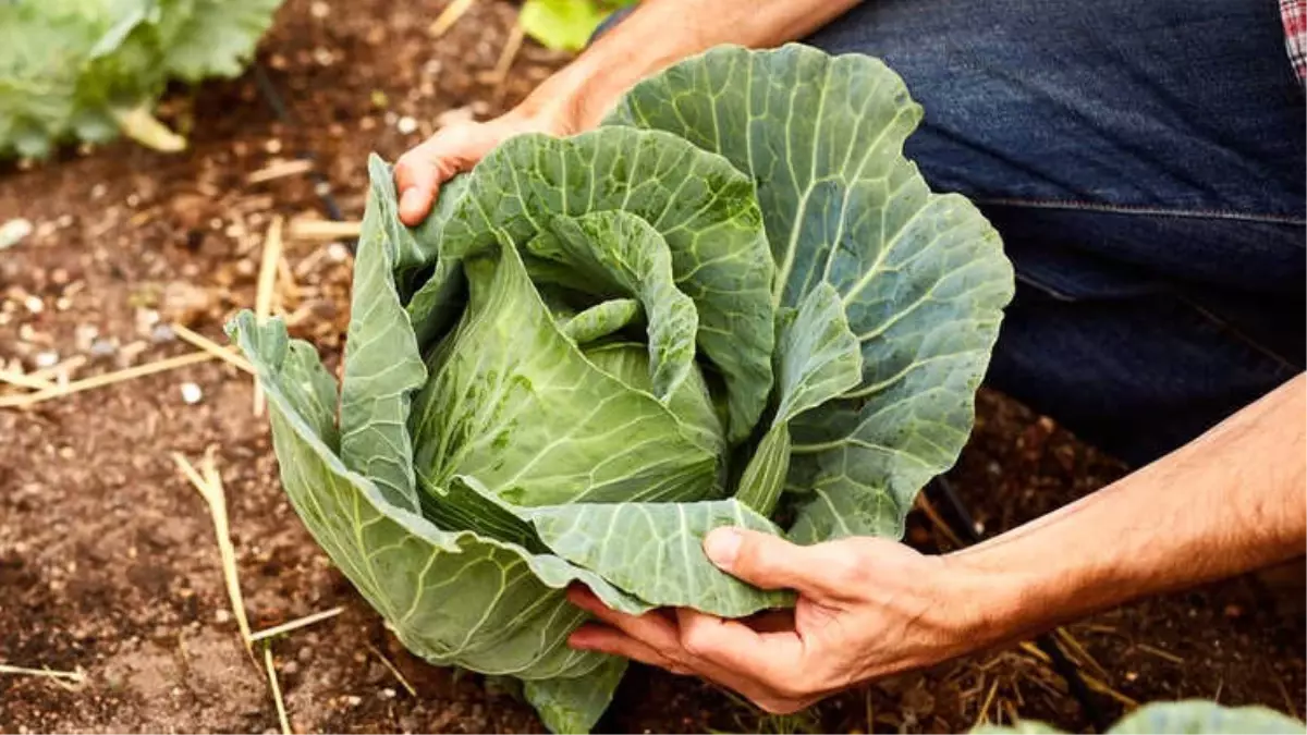 Lahana, Brokoli ve Kale Kanseri Nasıl Engelliyor?