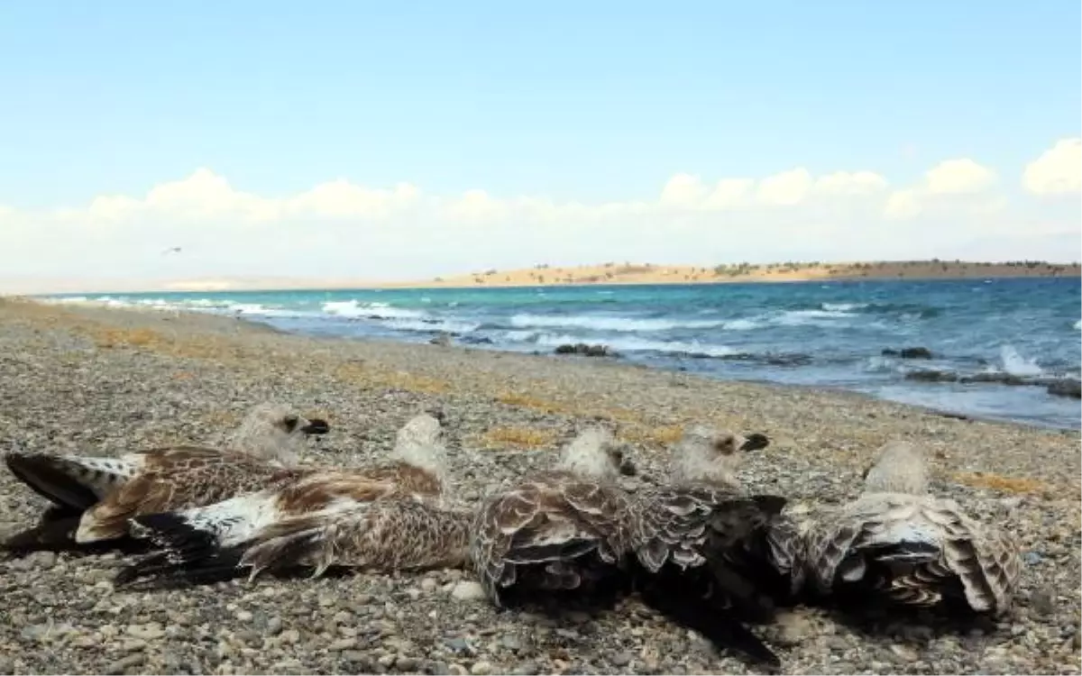 Van Gölü Kıyısına Vuran Martı Ölüleri Toplandı