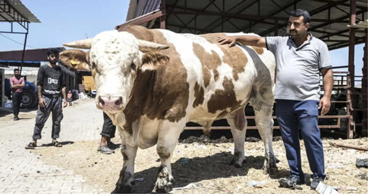 1,8 Tonluk Boğa, 40 Bin Liraya Alıcısını Bekliyor