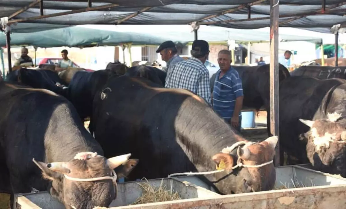 Aliağa\'da Kurban Kesim Yerleri ve Fiyatları Belirlendi