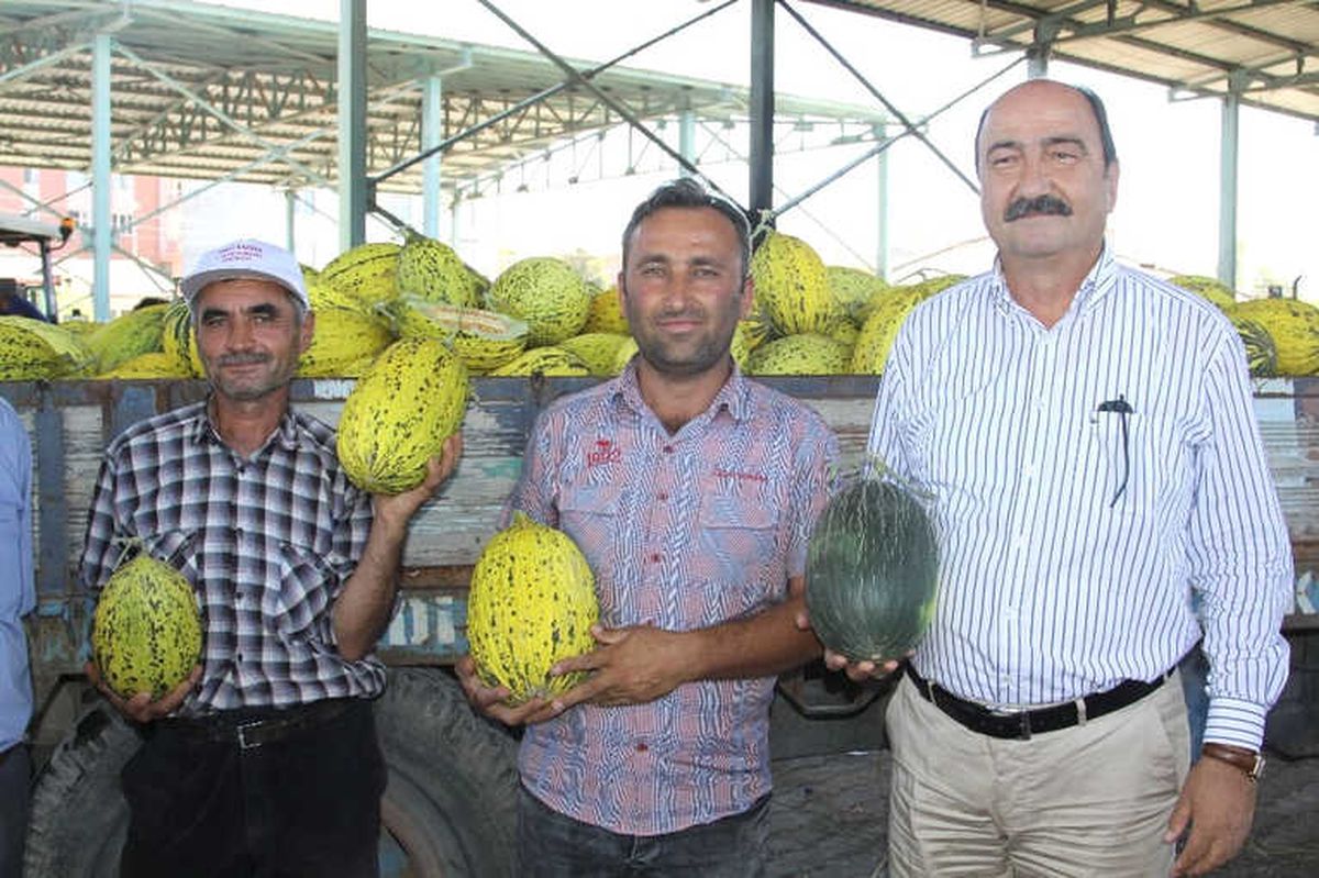Çankırı\'da Kavun Üretimi Yüzleri Güldürdü