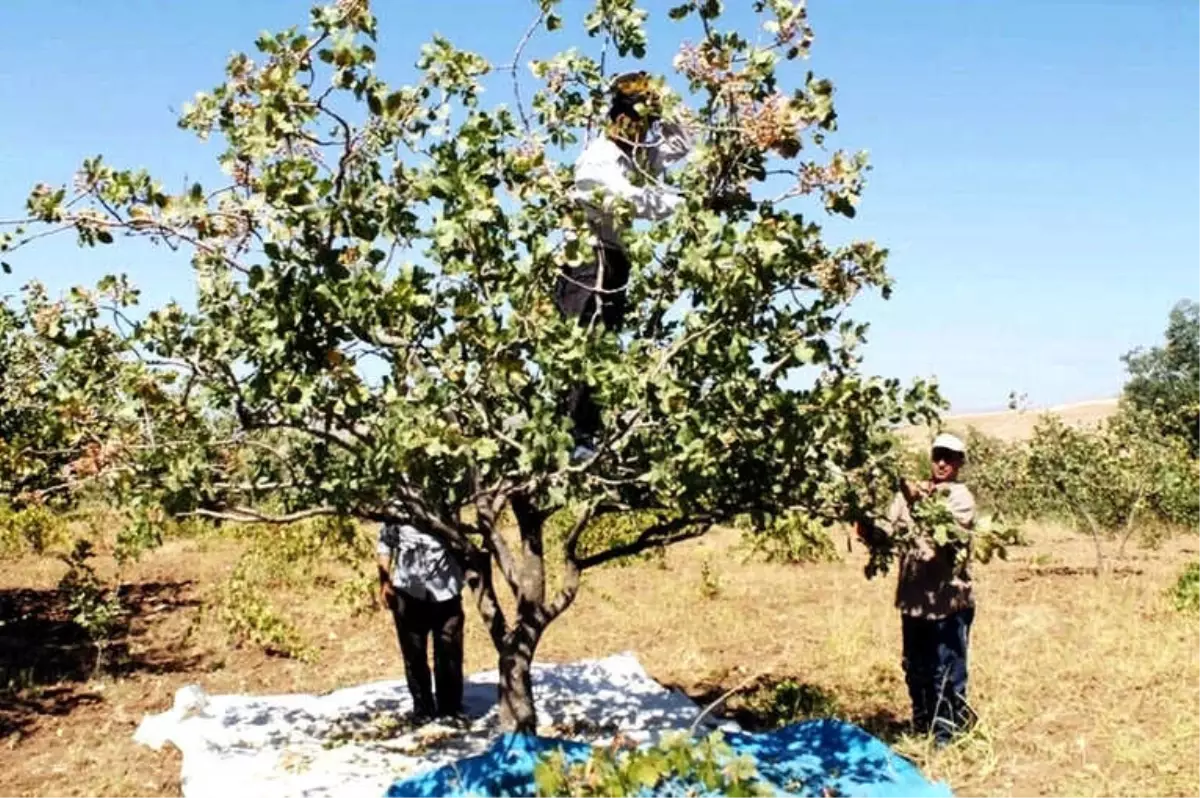 Çermikli Üreticiye \'Fıstık\' Gibi Gelir