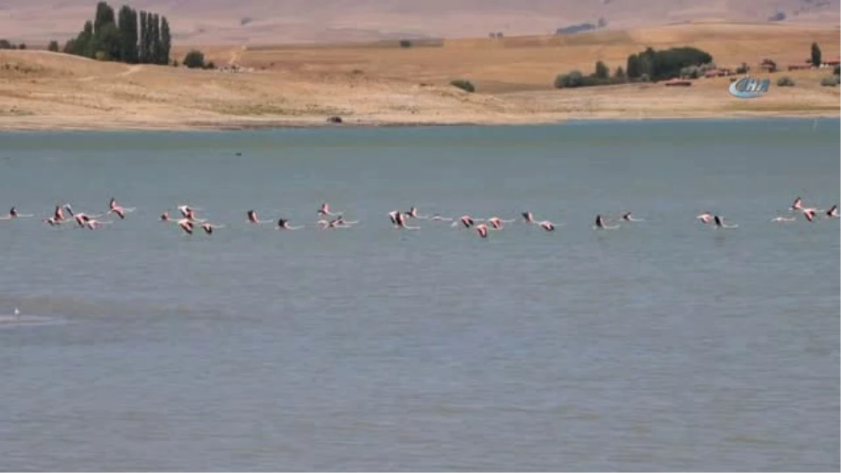Flamingolar Beslenmek İçin Yozgat\'taki Gelingüllü Barajı\'nı Seçiyor