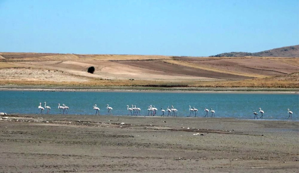Gelingüllü Barajı Flamingolarla Renklendi