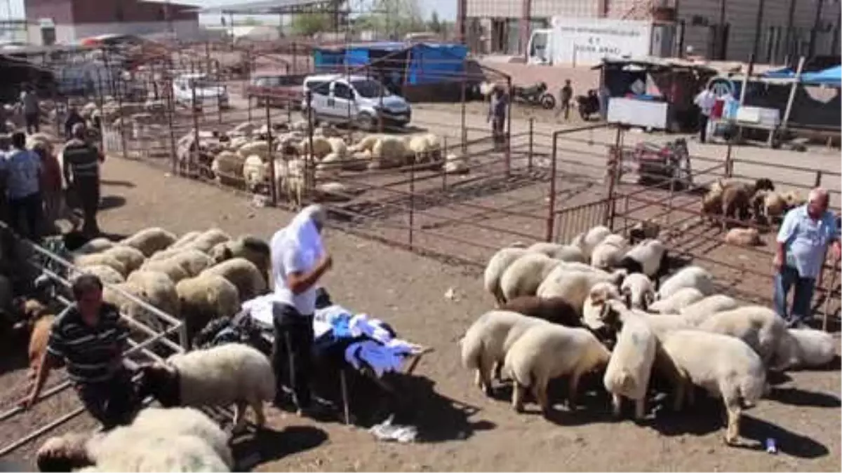 Kırıkhan\'da Kurban Satış Yerinde Hareketlilik Başladı