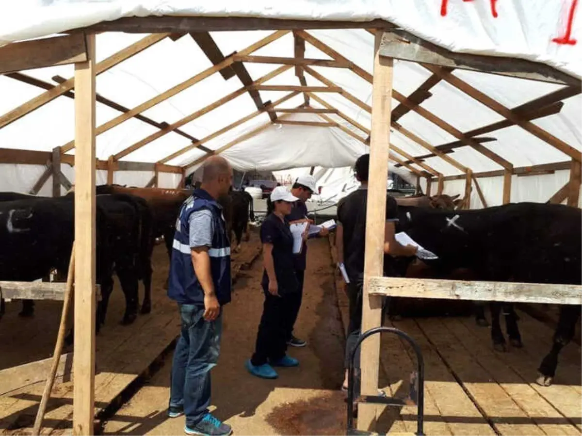 Kurban Bayramı Öncesi Zabıta Ekipleri Kurban Pazarında Denetimlerine Devam Ediyor