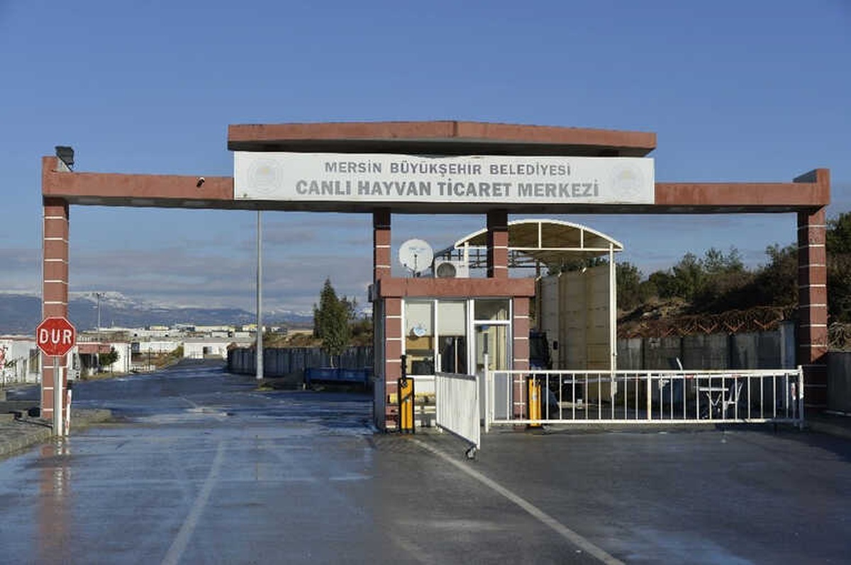 Mersin Büyükşehir Belediyesi\'nden Veteriner Hekim Kontrolünde Kurban Kesimi