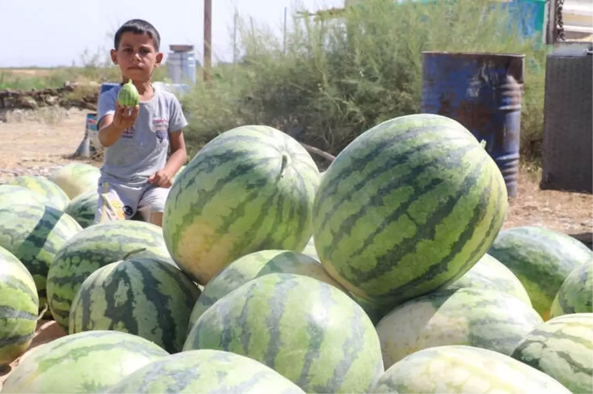 Onlarca Kiloluk Karpuzlar Görücüye Çıktı