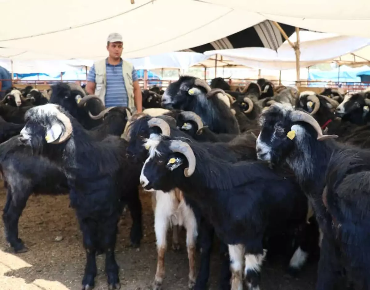 Adana\'da Kurbanlıklar Pazardaki Yerlerini Aldı