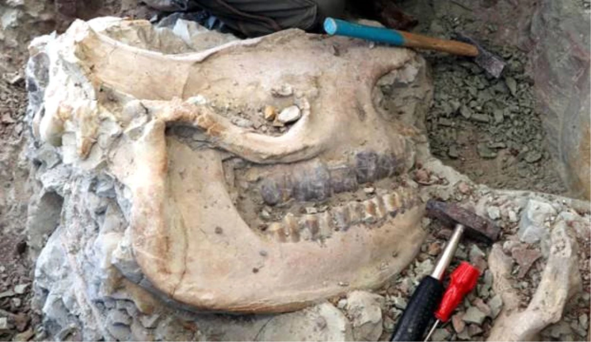 Çankırı\'da 8,5 Milyon Yıllık Gergedan Kafatası Fosili Bulundu