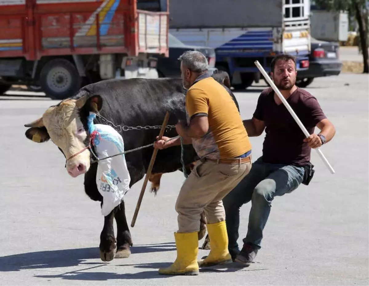 Firari Kurbanlıkların Peşine Yenimahalle Belediyesi Düşecek