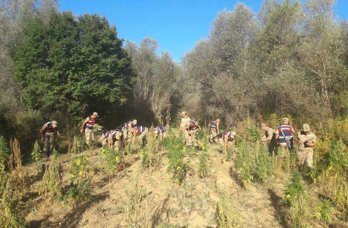Kahramanmaraş\'ta Bin 873 Kök Kenevir Ele Geçirildi